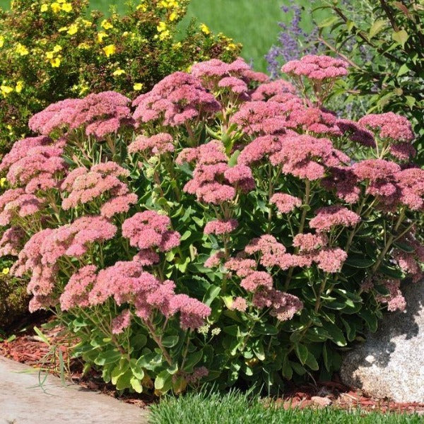 Pollinator-friendly Autumn Joy Sedum attracting bees and butterflies in late summer