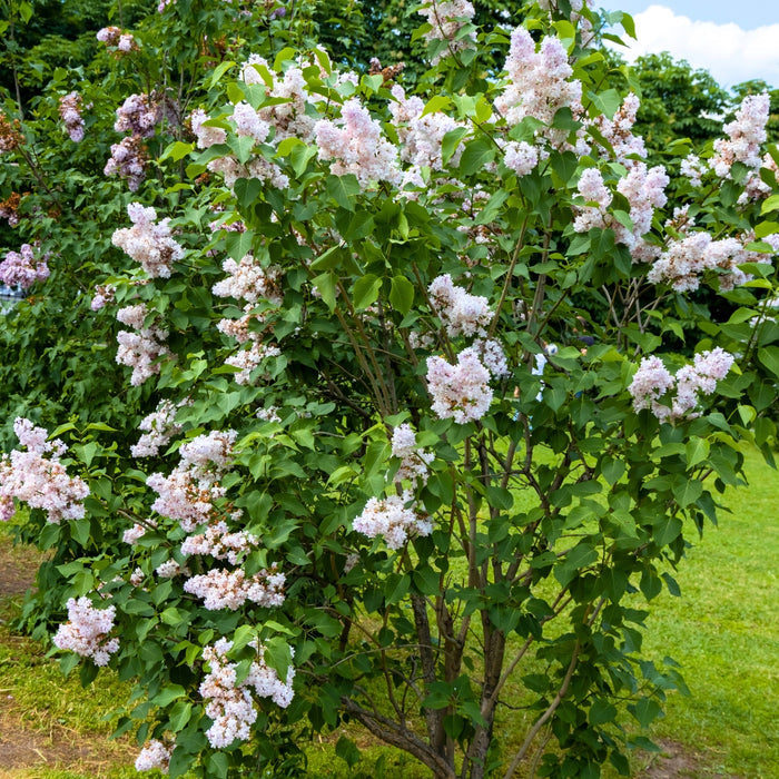 Fragrant Beauty of Moscow Lilac blooming beside a front walkway in spring