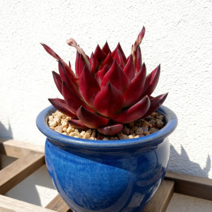 Echeveria Agavoides 'Morgain'