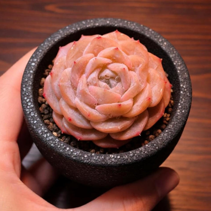 Echeveria Hyaliana x Tolimanensis
