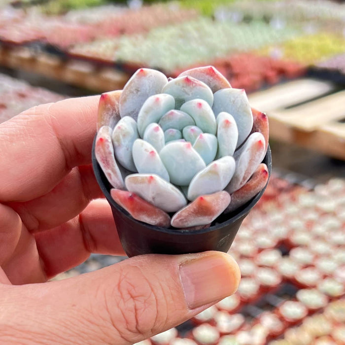 Echeveria Monroe