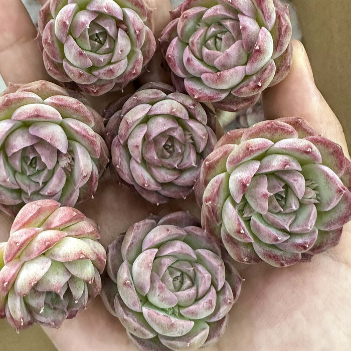 Echeveria 'Pink Queen'