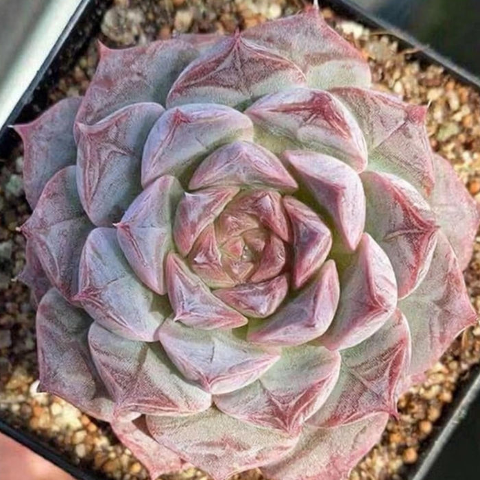 Echeveria Rosalia