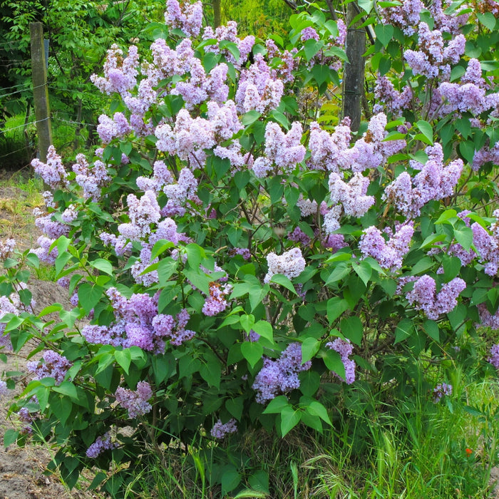 Compact Miss Kim Lilac with crisp green foliage in a mixed border
