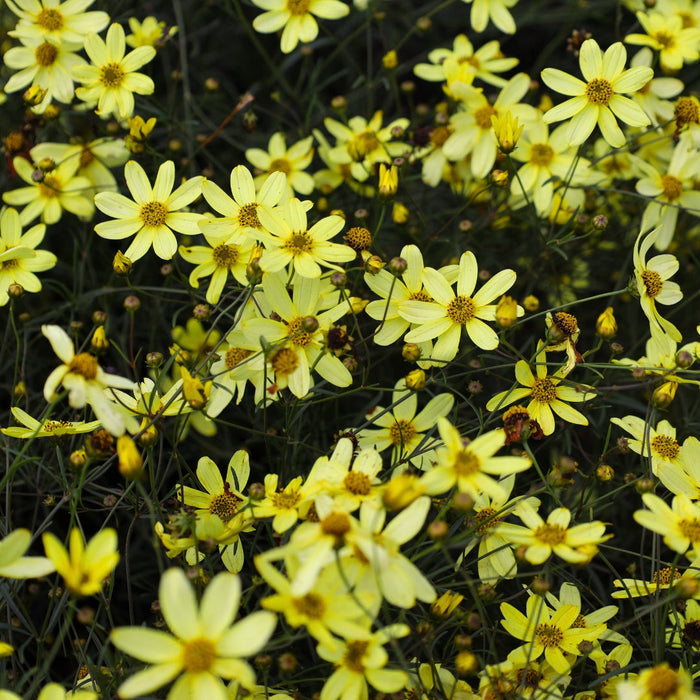 Moonbeam Tickseed blooming in a full sun pollinator garden
