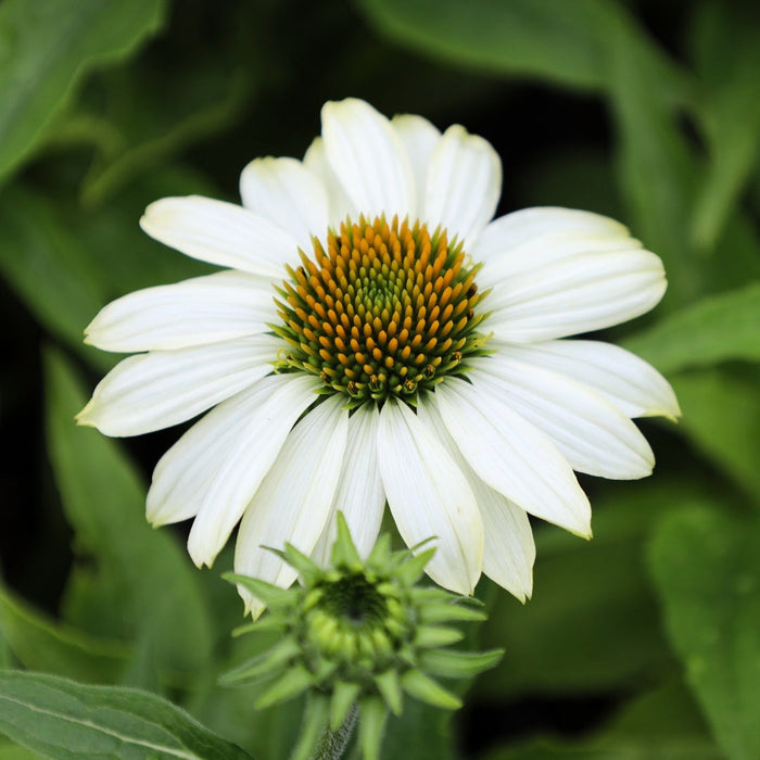 Close-up of Echinacea PowWow White flower with white petals and yellow central cone
