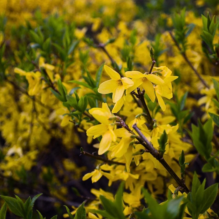Spring Glory forsythia habit, large 6–8 ft shrub with arching branches, dense green foliage, and strong hedge form.