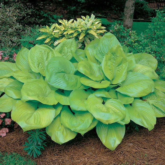 Large Hosta Sum and Substance growing in a shaded foundation planting