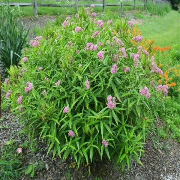 Clump-forming swamp milkweed habit, narrow leaves on upright stems, native perennial for moist soils and sunny borders.