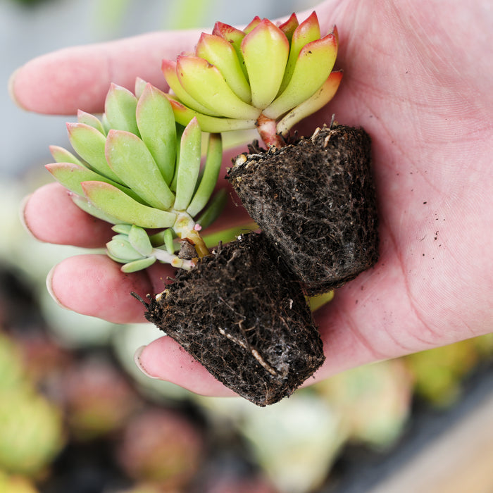 10 Assorted Succulent Plugs (10 Varieties)