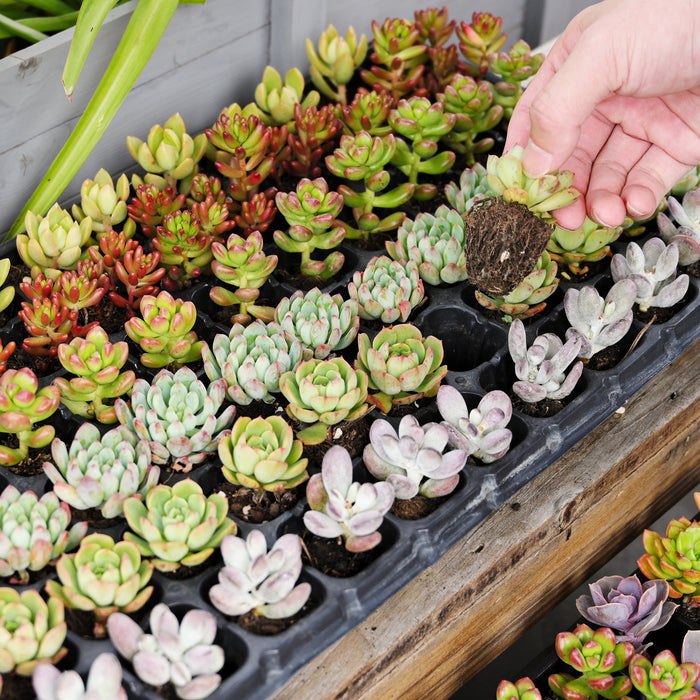 10 Assorted Succulent Plugs (10 Varieties)