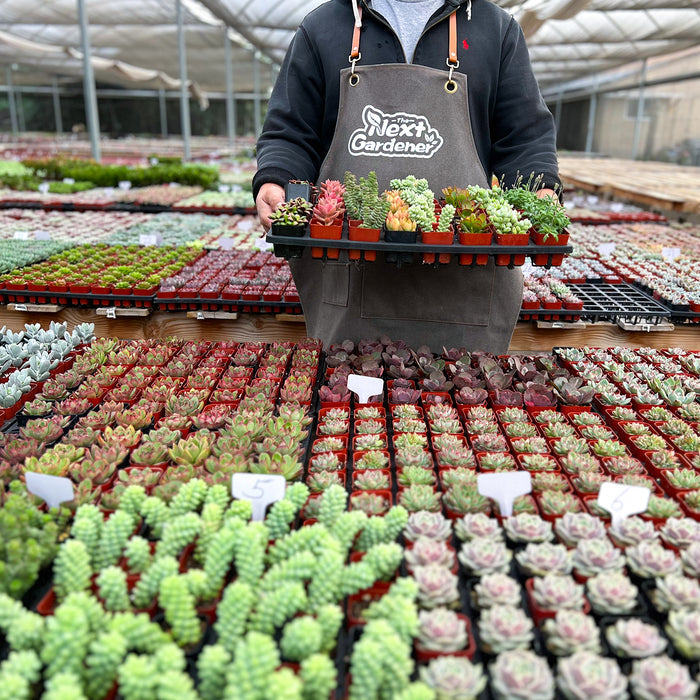 100 Assorted Succulents (10 Varieties)