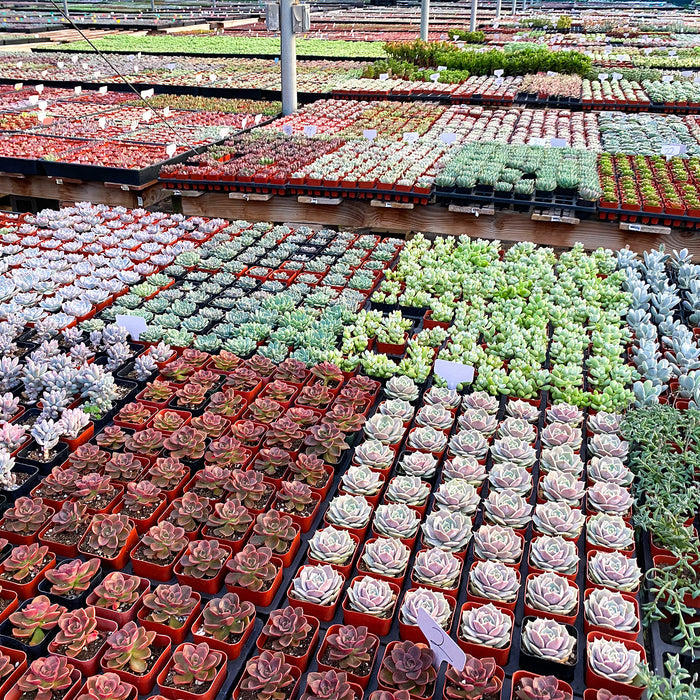 100 Assorted Succulents (10 Varieties)