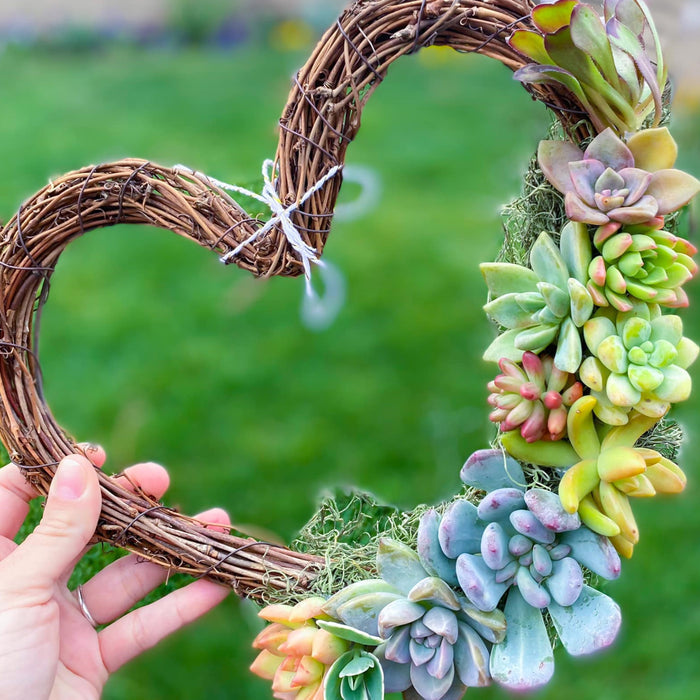 30 Assorted Succulents (5 Varieties)