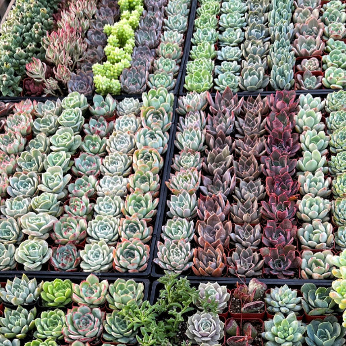 64 Assorted Succulents