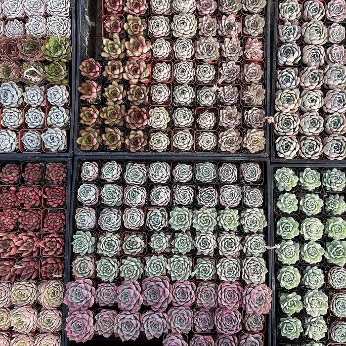 64 Assorted Succulents