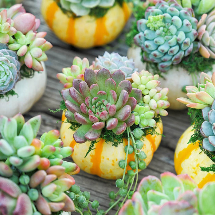 64 Assorted Succulents