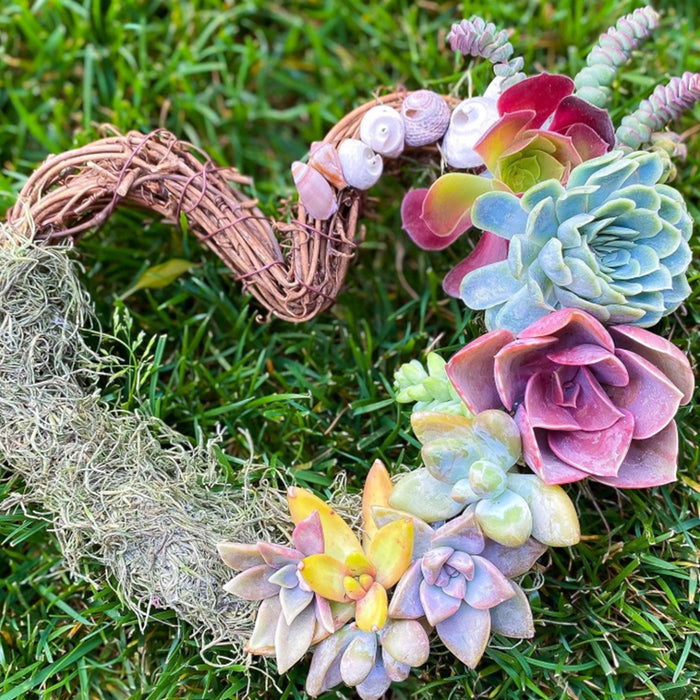 64 Assorted Succulents