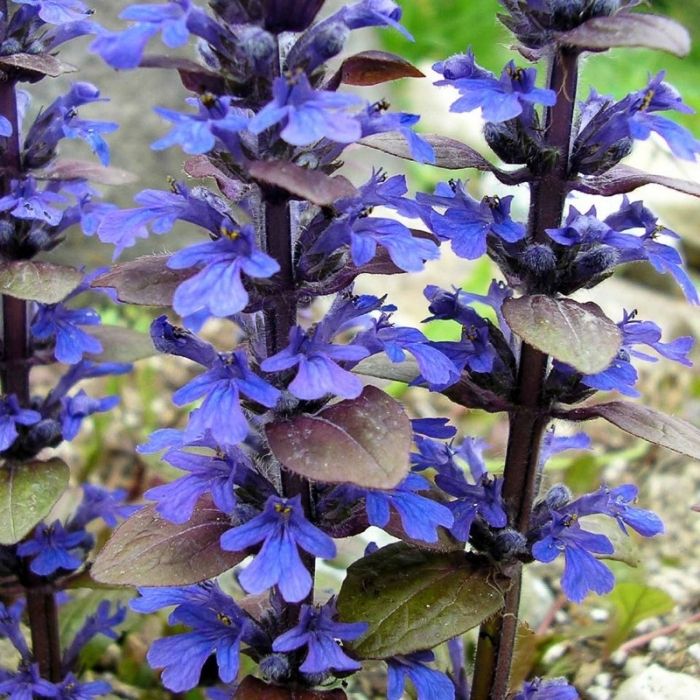 Ajuga Bronze Beauty in a mixed shade container with bronze foliage and blue blooms