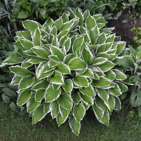 Hosta Albomarginata with green and white variegated foliage in full shade