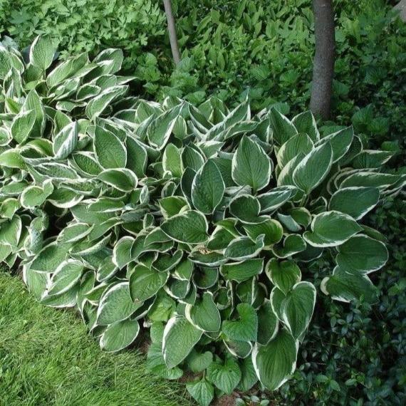Albomarginata Hosta with rippled green leaves and white margins in a shaded garden bed