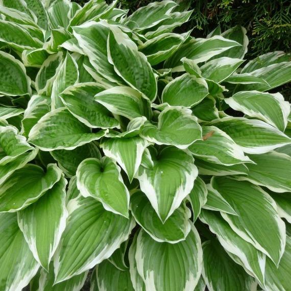 Albomarginata Hosta used as a groundcover-style plant in a woodland garden