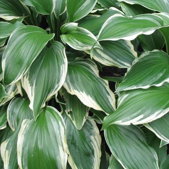 White-edged Hosta undulata Albomarginata planted along a shaded walkway