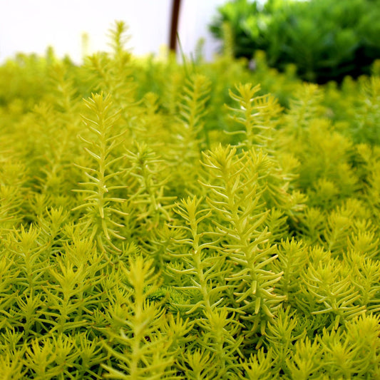 Sedum rupestre Angelina forming a bright yellow groundcover mat in full sun