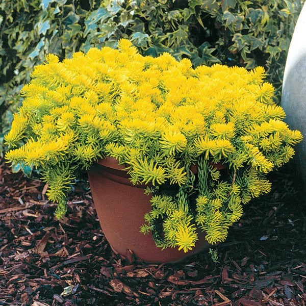 Angelina Sedum used as a low-growing container spiller with chartreuse foliage