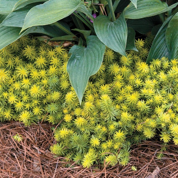 Angelina Sedum with golden chartreuse foliage growing as a sunny drought tolerant groundcover