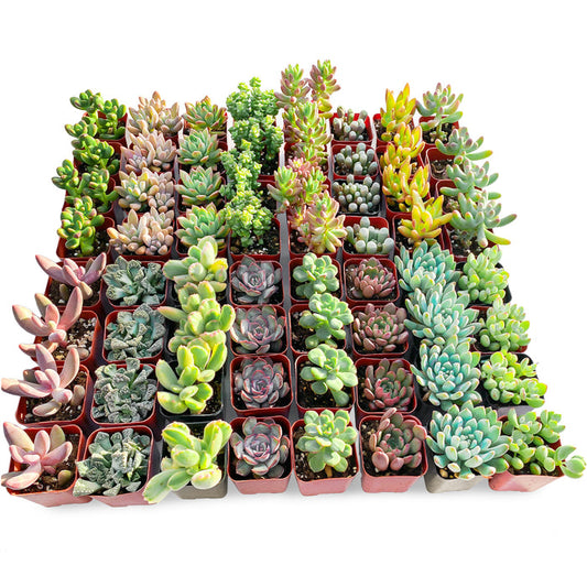 Assorted 2'' Succulent Sets