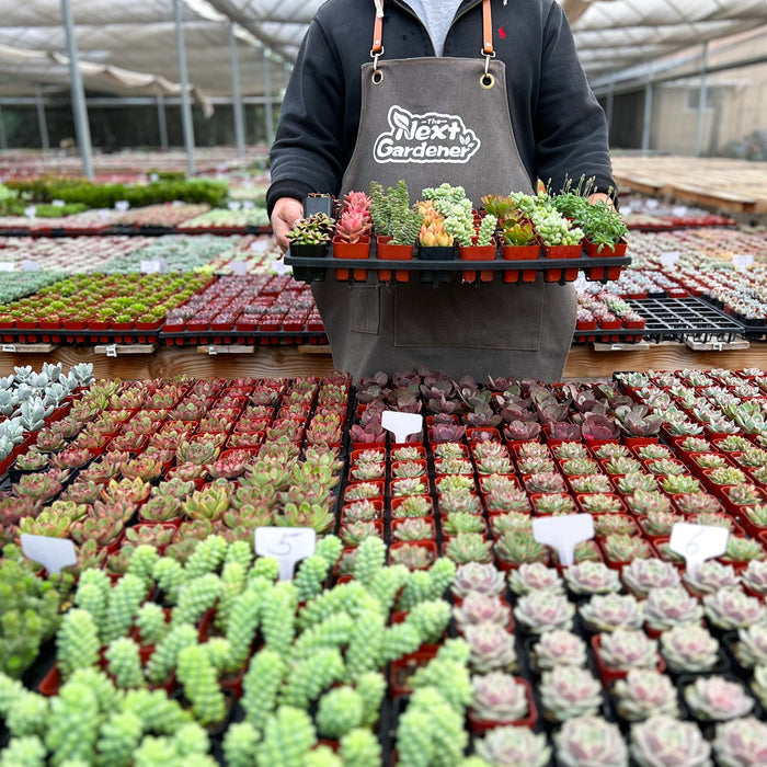 Assorted 2'' Succulent Sets