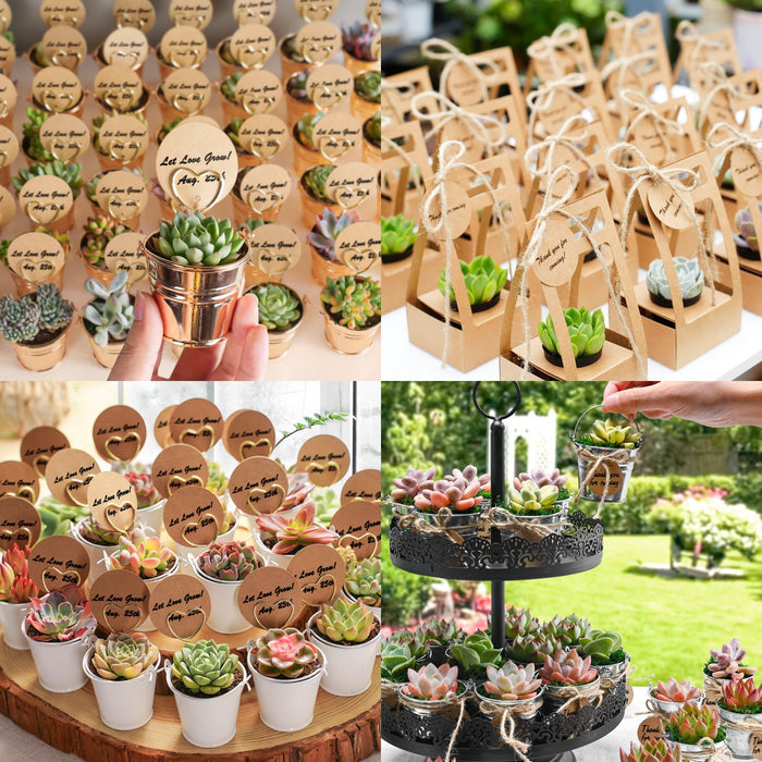 Assorted 2'' Succulent Sets