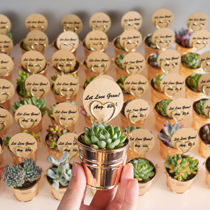 Assorted 2'' Succulent Sets