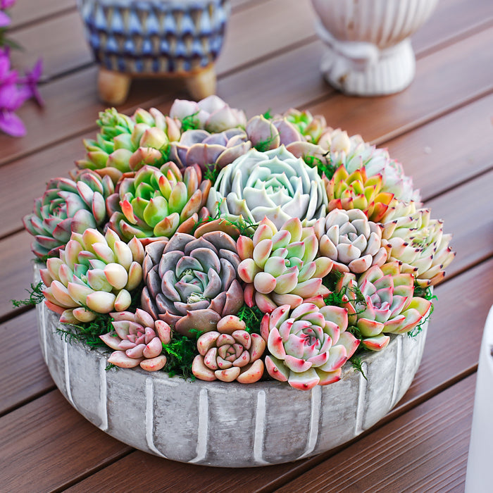 Assorted 2'' Succulent Sets