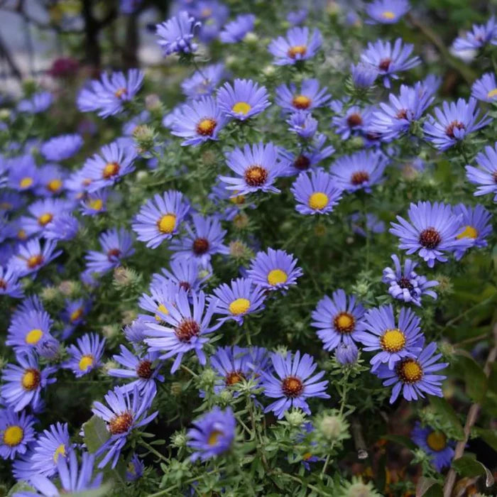 Close-up of Aster October Skies lavender-blue daisy-like flowers with golden yellow centers
