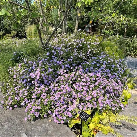 Aster October Skies with lavender-blue fall flowers and yellow centers blooming in a sunny native perennial garden