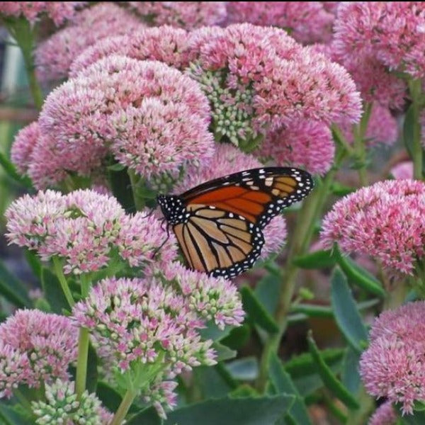 Pollinator visiting Autumn Fire Sedum flowers in a sunny garden bed