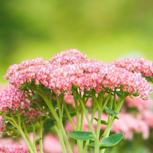 Upright Autumn Fire Sedum with thick green succulent foliage and fall blooms