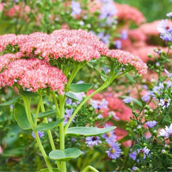 Autumn Fire Sedum with rosy pink fall flower clusters and succulent green foliage in a sunny garden border