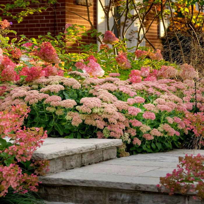 Autumn Joy Sedum with pink fall flower heads and succulent green foliage blooming in a sunny garden