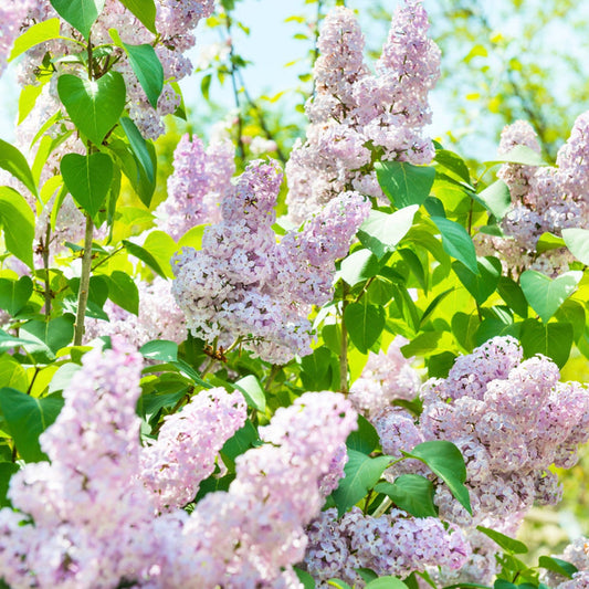 Beauty of Moscow Lilac shrub covered in double white blooms with soft pink highlights in a sunny spring landscape