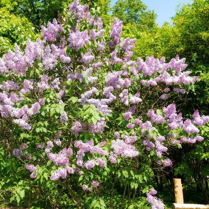 Mature Beauty of Moscow Lilac used as a flowering hedge in a cottage garden