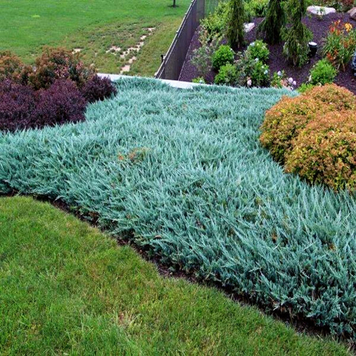 Blue Chip Juniper with silver-blue evergreen foliage spreading as a dense ground cover in a sunny landscape