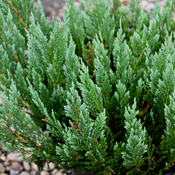Close-up of Blue Chip Juniper silvery-blue evergreen foliage with a dense mat-forming habit