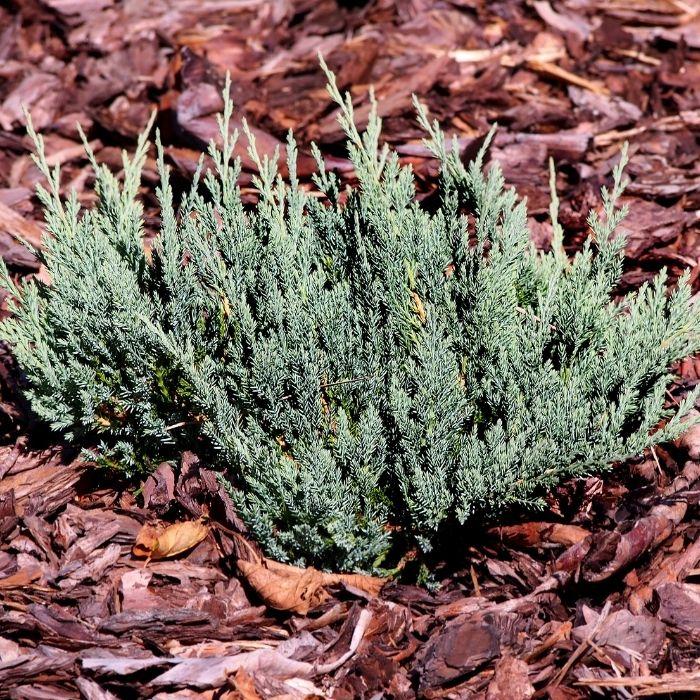 Blue Chip Juniper planted on a slope for evergreen erosion control