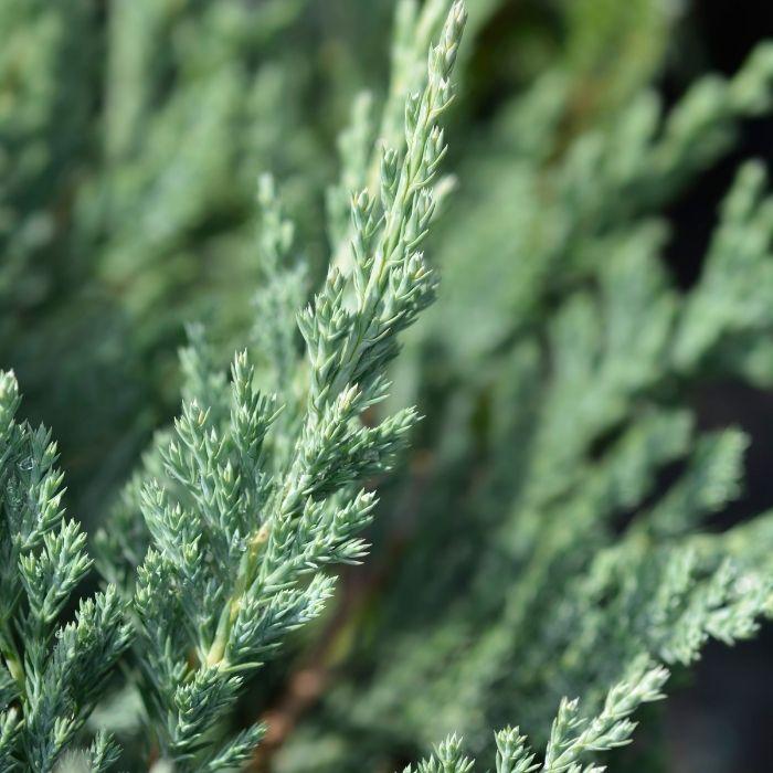 Close-up of Blue Chip Juniper silvery-blue evergreen foliage