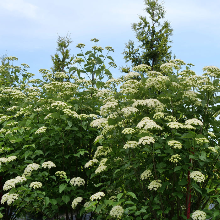 A dense shrub with abundant clusters of small white flowers and green leaves, photographed outdoors against a pale blue sky.