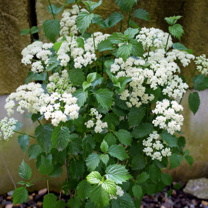 Blue Muffin Viburnum growing as a compact upright native shrub with dark green foliage in a mixed landscape border