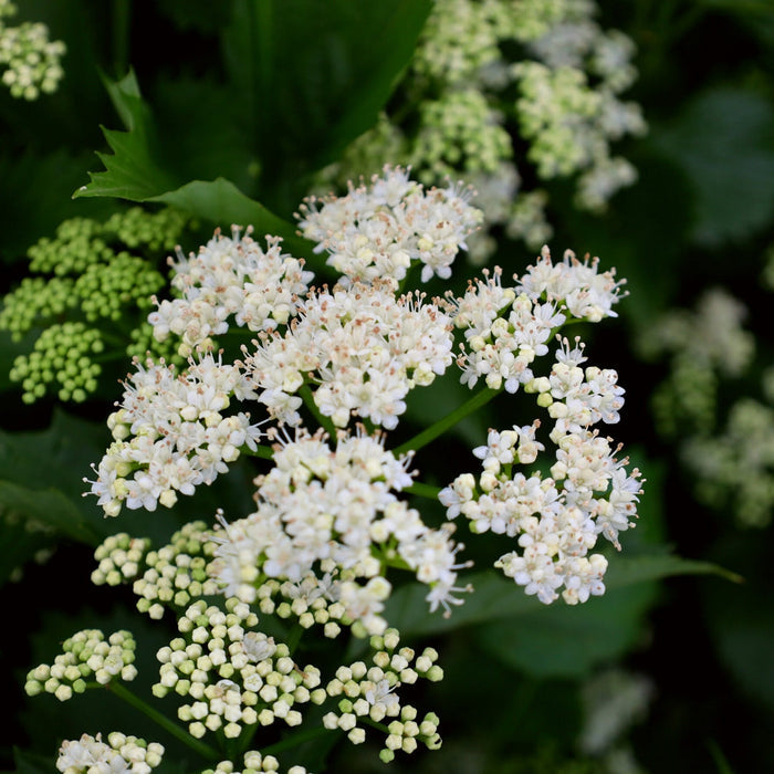 Close-up of Blue Muffin Viburnum showing white spring flower clusters above glossy dark green leaves